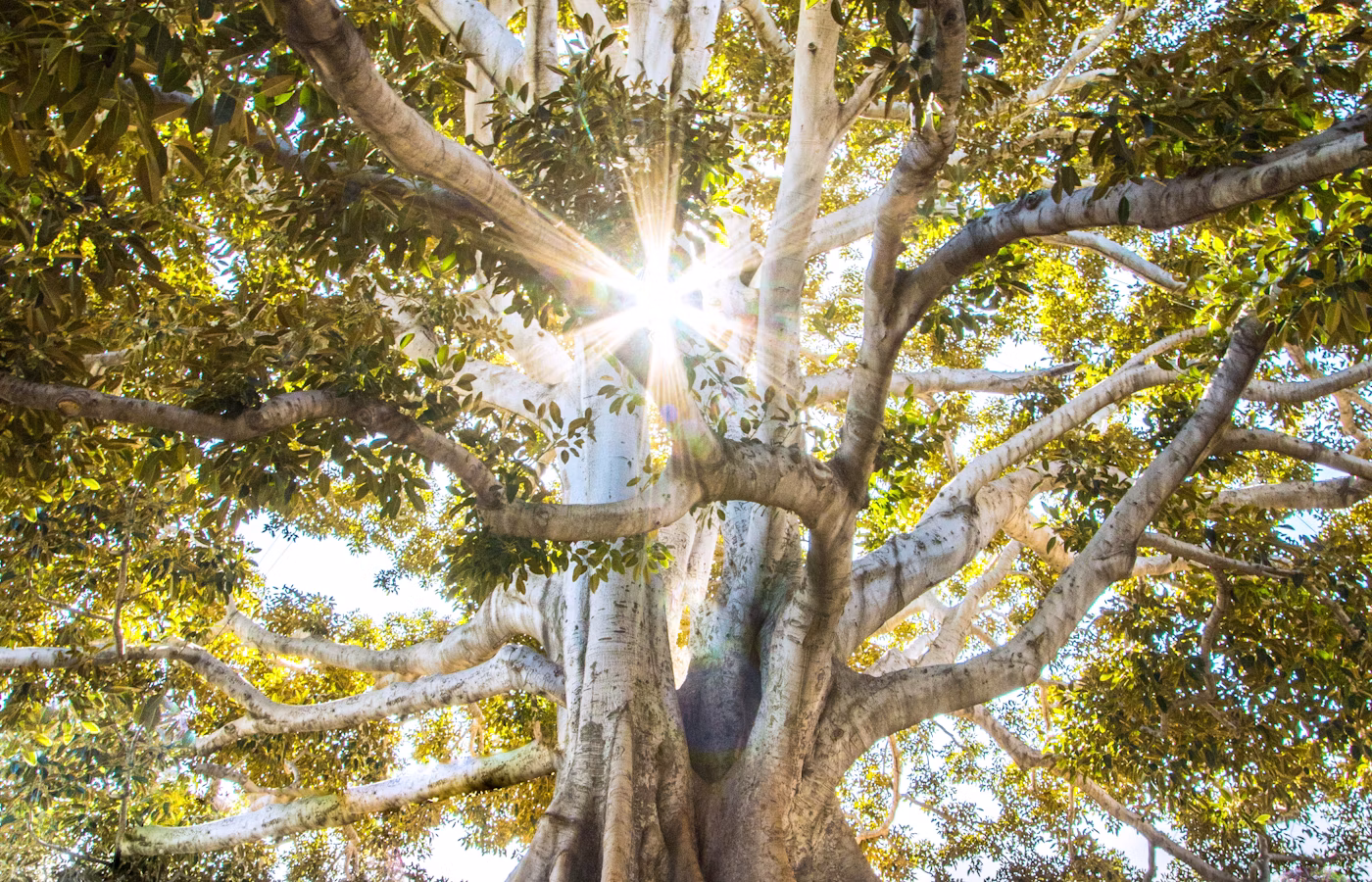 Фокус онлайн в Москва